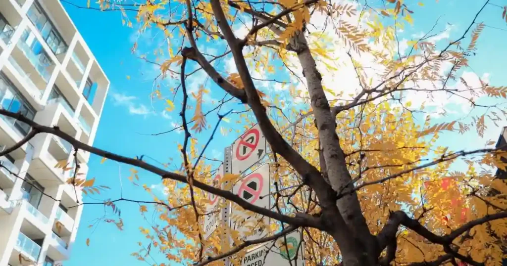 トロントの街に映える紅葉の画像黄色い葉が空の青とマッチしている