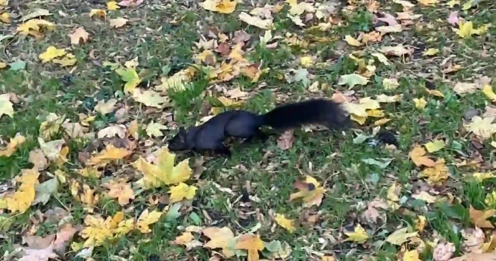 トロントの公園で見かけた黒いリスが木の葉の上を駆け抜けている画像